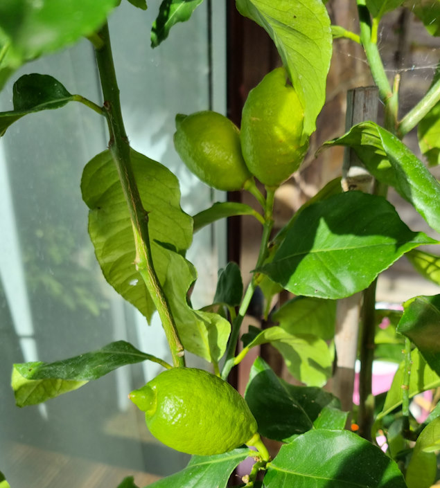 lemon tree